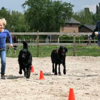 kinderdierenarts kinderdierenarts