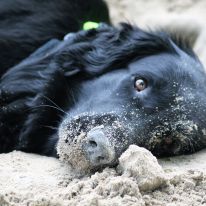 kinderdierenarts kinderdierenarts