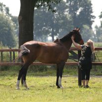 Geluksvlinder Geluksvlinder