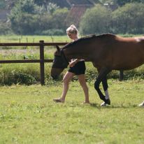 Geluksvlinder Geluksvlinder