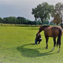 Geluksvlinder Geluksvlinder