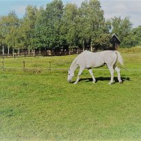 Geluksvlinder Geluksvlinder