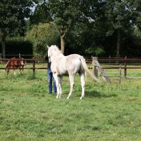 Geluksvlinder Geluksvlinder