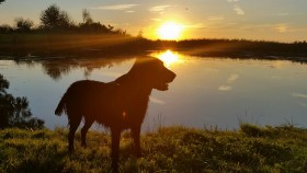 De vergeten wijsheden uit het dierenrijk De vergeten wijsheden uit het dierenrijk