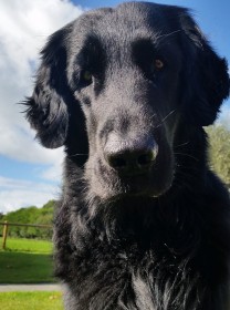 Touch4Dogs trainingen Touch4Dogs trainingen