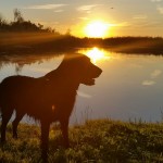 De vergeten wijsheden uit het dierenrijk