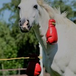 Weerbaarheidstraining